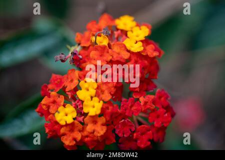 Eine Nahaufnahme von Lantana-Blumen im Park in Sumter, South Carolina Stockfoto