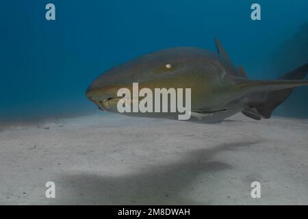 Ein Schwesternhai (Ginglymostoma cirratum) in Bimini, Bahamas Stockfoto