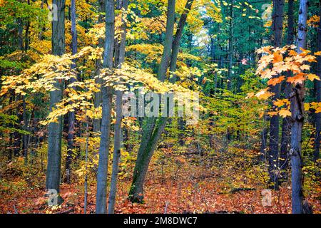 Schöner Blick auf die gelben Ahornblätter im Wald im Herbst Stockfoto