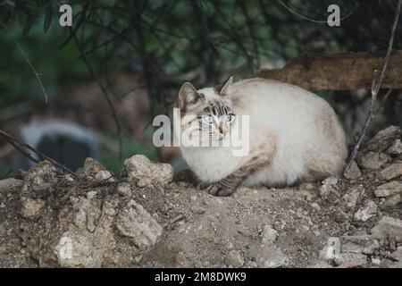 Schöne Katzen auf dem Feld Stockfoto