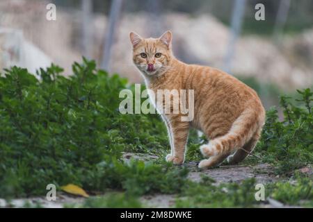 Schöne Katzen auf dem Feld Stockfoto