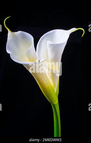 Zwei Schöne Calla Lilies Stockfoto