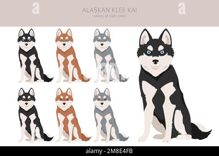 Alaska Klee Kai alle Farben Clipart. Verschiedene Mantelfarben eingestellt. Vektordarstellung Stock Vektor