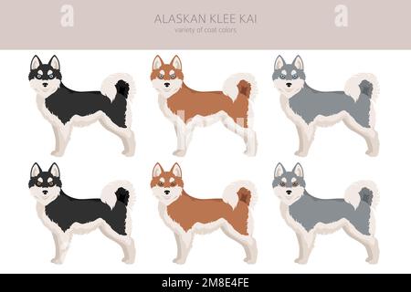 Alaska Klee Kai alle Farben Clipart. Verschiedene Mantelfarben eingestellt. Vektordarstellung Stock Vektor