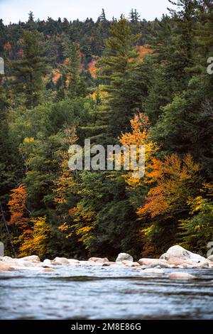 Details zum Herbstlaub am Kancamagus Highway in New Hampshire Stockfoto