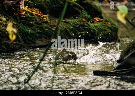 Weitwinkelblick auf einen Lachs, der auf Piper's Creek in Seattle schwimmt Stockfoto