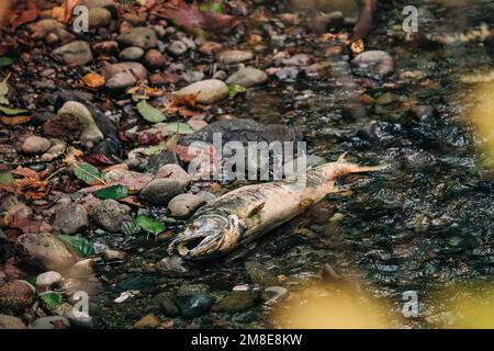 Blick auf einen toten Lachs in voller Länge nach dem Laichen in einem Bach Stockfoto