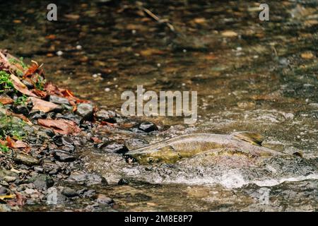 Weitwinkelblick auf einen Lachs, der in einem Bach schwimmt Stockfoto