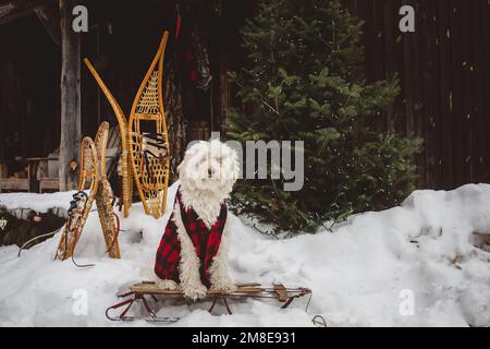 Langhaariger Hund posierte auf einem alten Schlitten am weihnachtsbaum Stockfoto