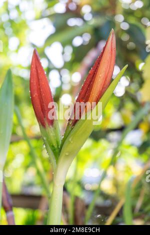 Knospen der roten Lilienblume Amaryllis im Garten mit Wassertropfen Stockfoto