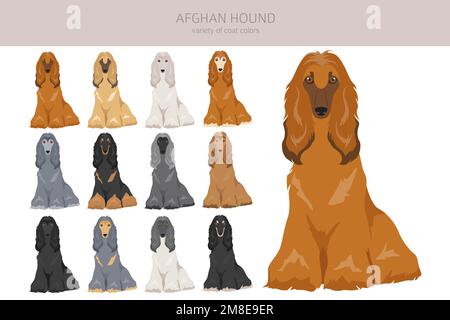 Afghanischer Hund, alle Farben, treffen sich. Verschiedene Mantelfarben eingestellt. Vektordarstellung Stock Vektor