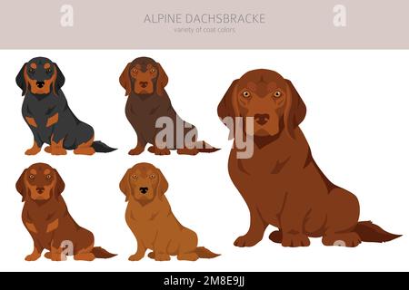 Alpine Dachsbracke Cliparts. Verschiedene Posen, Fellfarben eingestellt. Vektorgrafik Stock Vektor