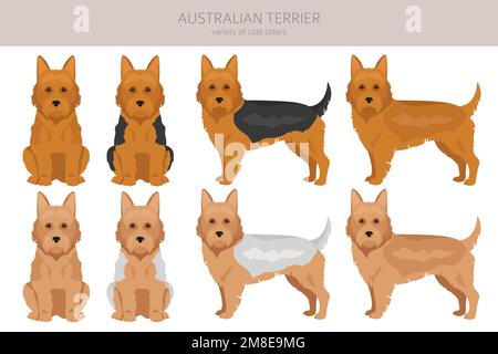 Australian Terrier alle Farben Cliparts. Verschiedene Fellfarben und Posen eingestellt. Vektorgrafik Stock Vektor