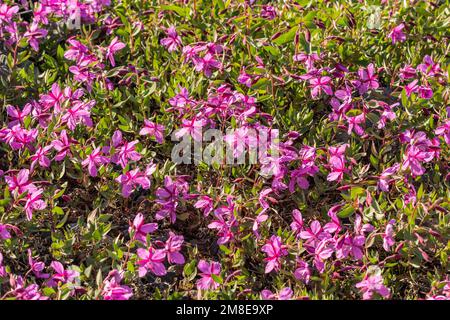 Leuchtend pinkfarbene, lila Feuerwebeblumen von arktischen Zwergen. Chamaenerion latifolium. Stockfoto