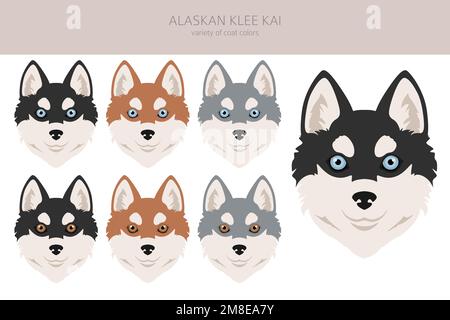 Alaska Klee Kai alle Farben Clipart. Verschiedene Mantelfarben eingestellt. Vektordarstellung Stock Vektor