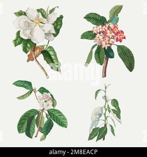 Vintage Illustration Set aus Magnolie, Plumeria, Guava Blume und Balsampappel Stock Vektor