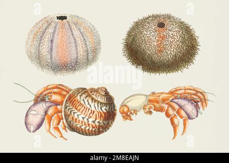 Bunte Vektor Meerestiere handgezeichnete Vintage-Kollektion Stock Vektor