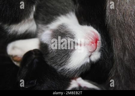 Neugeborene Kätzchen schlafen in der Nähe der mutter Katze. Blinde Kätzchen, graue Farbe mit weißen Flecken Stockfoto