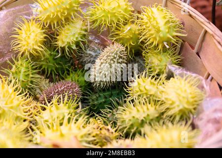 Cucumis anguria, Bäckerei, westindische Riesengrün mit Streifen und Spikes im Korb auf dem Markt Stockfoto