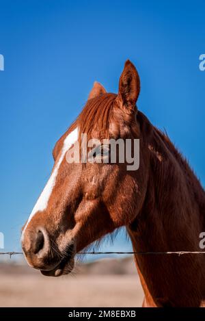 Ein braunes Pferd, das über den Drahtzaun in Plano, Texas schaut. Stockfoto