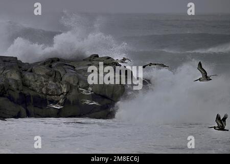 Pacific Grove, Kalifornien, USA. 13. Januar 2023. Pelikane trotzen dem Wintersturm und fliegen. (Kreditbild: © Rory Merry/ZUMA Press Wire) NUR REDAKTIONELLE VERWENDUNG! Nicht für den kommerziellen GEBRAUCH! Kredit: ZUMA Press, Inc./Alamy Live News Stockfoto