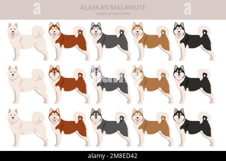 Alaskan Malamute alle Farben Clipart. Verschiedene Fellfarben und Posen eingestellt. Vektorgrafik Stock Vektor