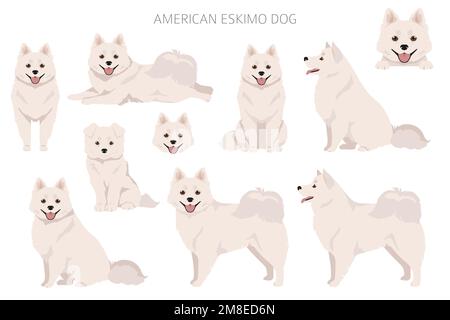 American eskimo Hund alle Farben Cliparts. Verschiedene Fellfarben eingestellt. Vektorgrafik Stock Vektor