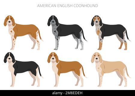 American englisn coonhound alle Farben Clipart. Verschiedene Fellfarben eingestellt. Vektorgrafik Stock Vektor