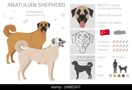 Anatolischer Schäferhund alle Farben Cliparts. Verschiedene Fellfarben und Posen eingestellt. Vektorgrafik Stock Vektor