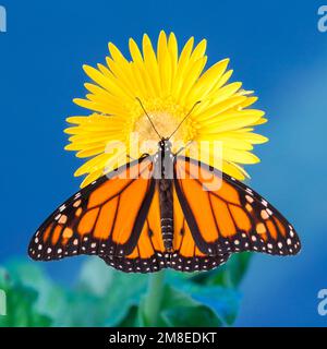 Ein männlicher Monarch-Schmetterling (danaus plexippus), der auf einer gelben Gänseblümchen ruht, mit gespreizten Flügeln. Stockfoto