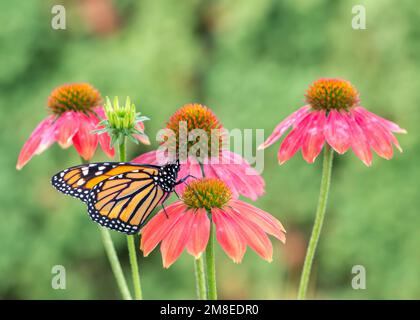 Seitenansicht eines Monarchen-Schmetterlings (danaus plexippus) auf einer Zapfenblume Stockfoto