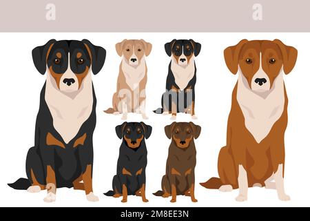 Österreichischer Pinscher Clipart. Verschiedene Posen, Fellfarben eingestellt. vektorgrafik Stock Vektor