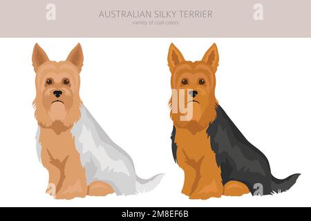 Australian Silky Terrier alle Farben Cliparts. Verschiedene Fellfarben und Posen eingestellt. Vektorgrafik Stock Vektor