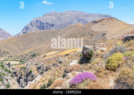 Wilde Thymian-Büsche blühen, Kourtaliótiko-Schlucht, Rethymno, Kreta, griechische Inseln, Griechenland Stockfoto