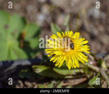 Nahaufnahme der Biene auf gelber Blume Stockfoto