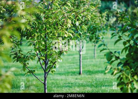 Neuer Obstgarten mit Kirschbäumen, die in Reihen wachsen Stockfoto