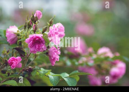 Rosa Pink Grootendorst blüht im Sommergarten, Nelken wie eine hybride Rugosa Rose Stockfoto