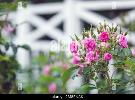 Rosa-Grootendorst-Hybrid-Rugosa-Rose blüht im Sommergarten Stockfoto