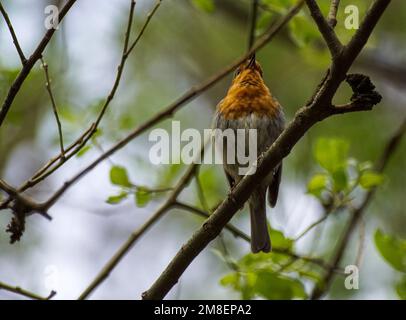 Ein kleiner Vogel, der auf einem Baumzweig thront Stockfoto