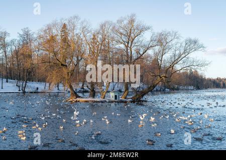 Weißer See mit Wintervögeln am Dezembertag. Gatchina Palace Park Stockfoto