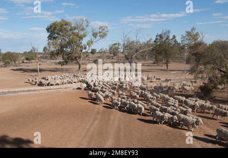 Schafmusterung unter Dürrebedingungen in West-New-South-Wales, Australien. Stockfoto