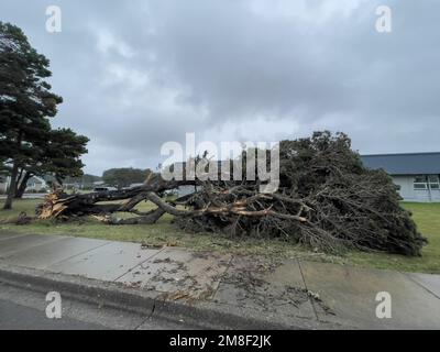 Ein Baum fiel nach einem starken Sturm in Oregon Stockfoto