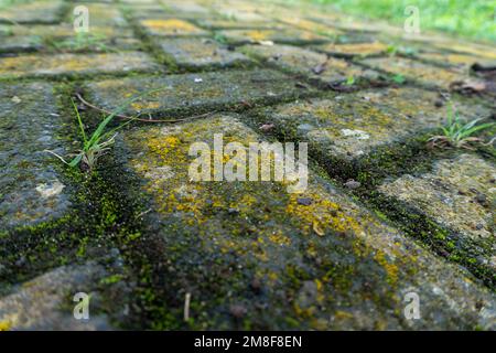 Nahaufnahme einer modrigen Straße inmitten einer Parklandschaft Stockfoto