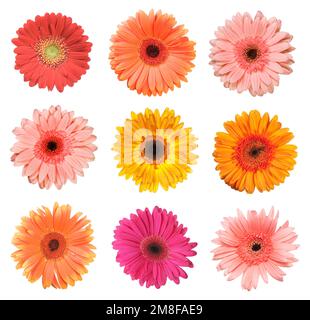 Ein Set Gerbera-Blumen, isoliert auf weiß Stockfoto