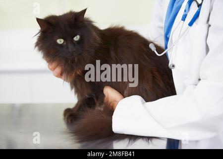 Fass mich nicht an. Eine genervte Katze, die von der Tierärztin auf den Tisch gestellt wird. Stockfoto