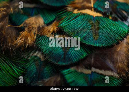 Feder. Pfauenfeder. Eine Nahaufnahme von Peafowl Federn. Stockfoto