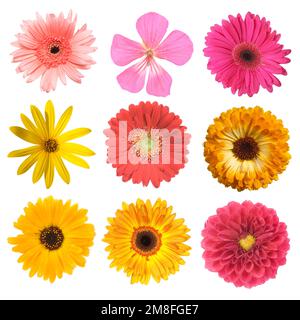 Ein Set mit verschiedenen Blumen Stockfoto