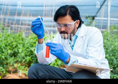 Agrarwissenschaftler in der Gewächshausplantage beschäftigt sich mit Tests durch Zugabe von Chemikalien in Reagenzgläser - Konzept der Biotechnologie, Forschung und Experimente Stockfoto