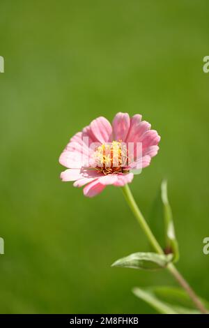 Zinnia auf dem unscharfen Hintergrund des grünen Rasens. Selektiver Fokus. Niedrige Freiheitsgrade. Stockfoto