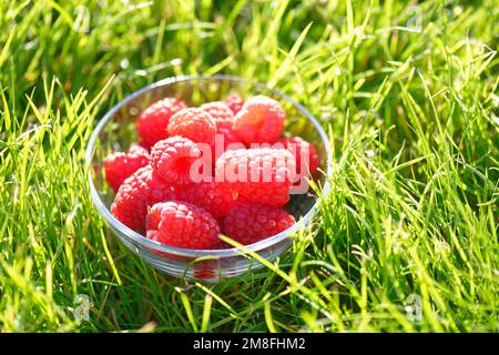 Reife Himbeeren in einer Glasschüssel auf grünem Gras. Selektiver Fokus. Niedrige Freiheitsgrade Stockfoto